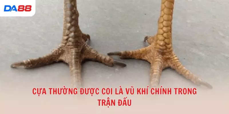 Cựa thường được coi là vũ khí chính trong trận đấu