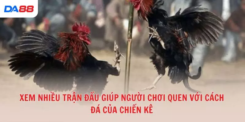 Xem nhiều trận đấu giúp người chơi quen với cách đá của chiến kê